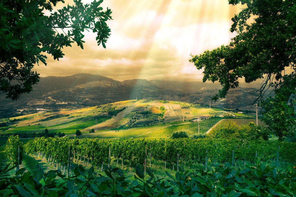 Weingut